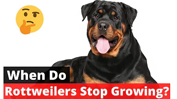 Jak velká plemena mohou svůj růst ukončit?