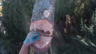 Tree Topping Compilation 2024