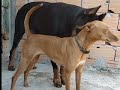 Guy Comes HomeFrom Work With AStrayDog |The Dodooe