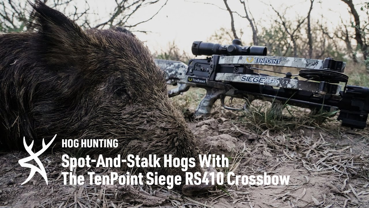 Texas Crossbow Hog Hunt With The TenPoint Siege RS410 YouTube