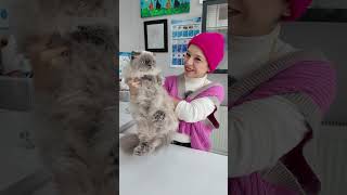 Veterinere Barış Ilan Etti😅😅