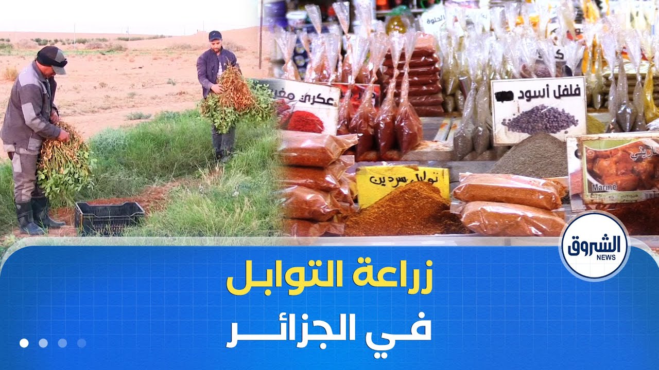 زراعة التوابل في الجزائر .. تجربة محلية واعدة