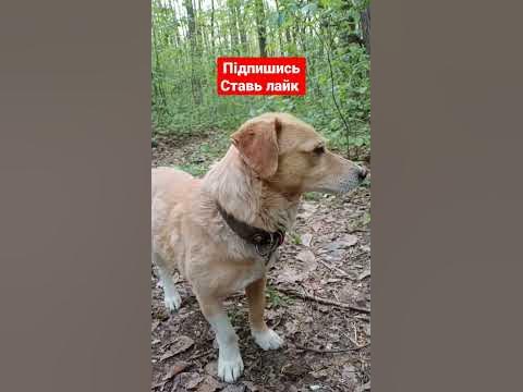 Собака Топік - YouTube