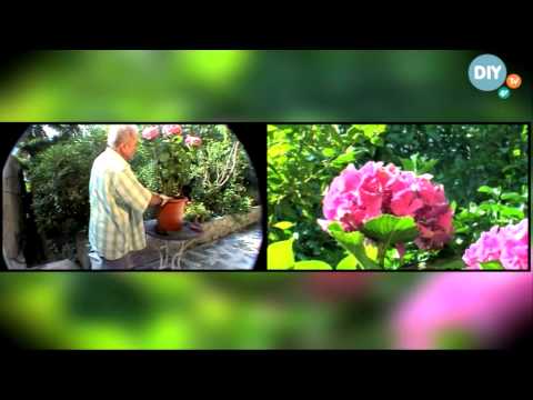 Βίντεο: Περιποίηση φυτών Baptisia - Πώς να μεγαλώσετε και να φροντίσετε τα ψεύτικα λουλούδια Indigo