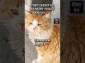 They Didn’t Go Hungry Today 🐾| Day 67 ❤️ Feeding Street Cats daily #shorts #cat  #cats  #fyp #reels
