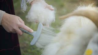 Pettinatura Delle Capre Cashmere. Farm Manufacture - Alpago Cashmere
