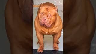 O MAIOR PIT MONSTER DO BRASIL! #pitmonster #dog #shortvideo #shorts
