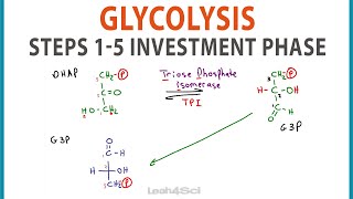 Glycolysis Steps 1-5 Cellular Respiration Investment Phase