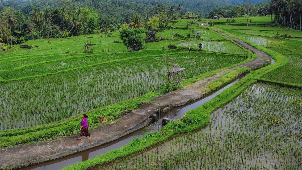 Pesona Alam Pedesaan Bali, Bikin Damai Hidup. Sawah Indah Di Ubud Di Iringi Suling Angklung Bali.