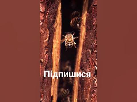 Бджоли - справжні #бджоли #природні дива #вулик #зайняті бджоли # ...