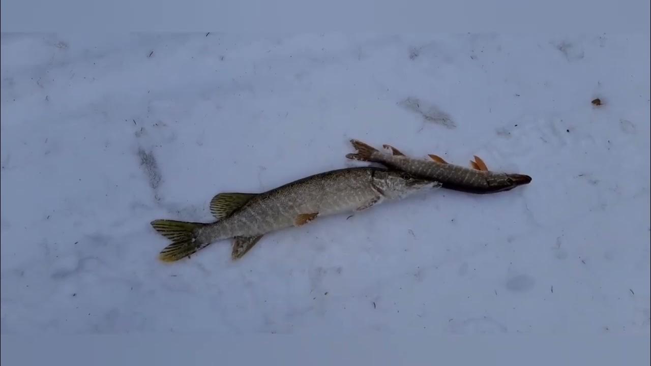 Окунь щука сом карась ерш. Ерш щука. Ёрш и щука фото. Щука плотва окунь. Щука среди водорослей.