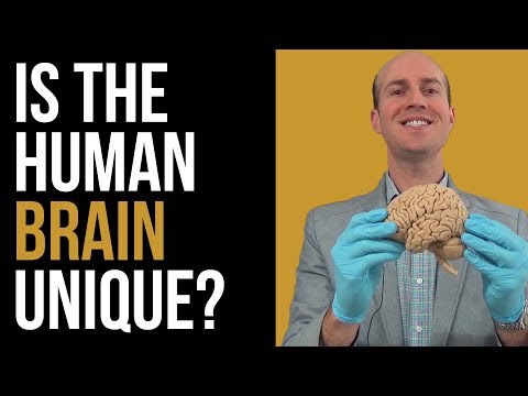 How the human brain is different from other animal brains