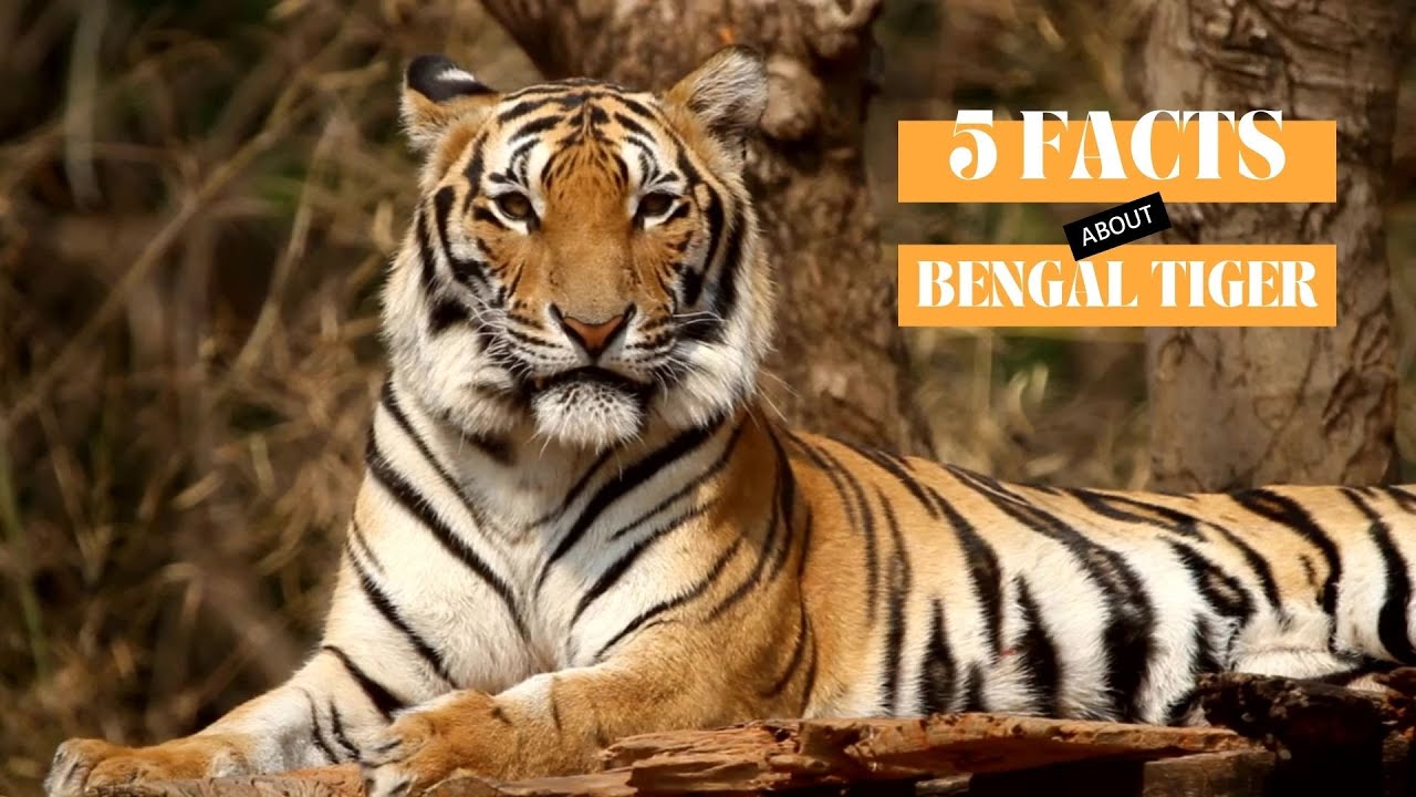 Top 5 Facts | Royal Bengal Tiger | LetMeTellYou-Kids - YouTube