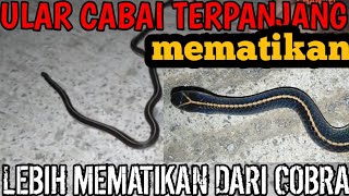 THIS TINY SNAKE IS DEADLIER THAN A COBRA! THE LONGEST CHILI SNAKE