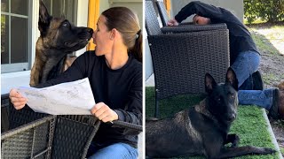 My Needy Dogs Vs Building Patio Seat #dogfunny #belgianmalinois #dog by Neu County 32,850 views 8 days ago 2 minutes, 55 seconds