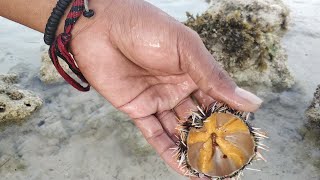 Hunting & eat raw sea urchin | traditional fishing | the survival