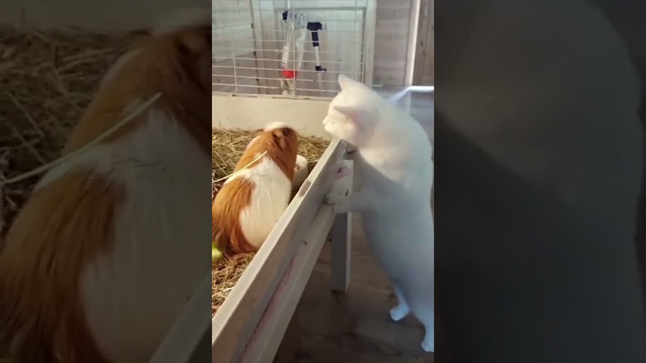 Cat Adorably Gives a Guinea Pig a Morning Kiss - 1319338
