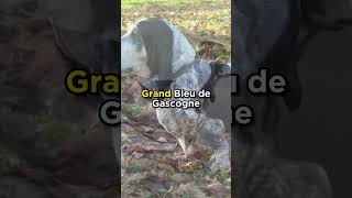 A Dog from France that Nearly Went Extinct: Basset Bleu de Gascogne  #dogs