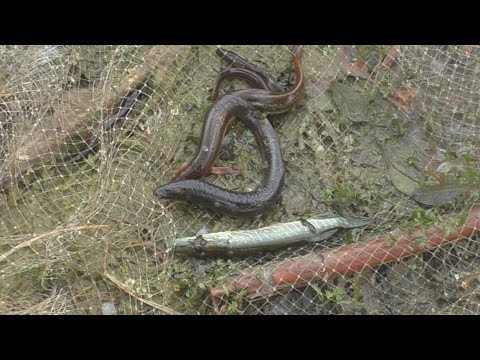 Wideo: Dobrze Wysuszyć Ryby W Domu