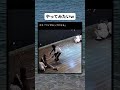 これやりたいｗ