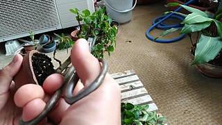 百日紅（さるすべり）2016年9月BONSAI盆栽