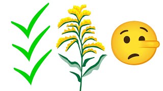 3 Truths and a Lie About Goldenrod - Super Fall Blooming Native Plant