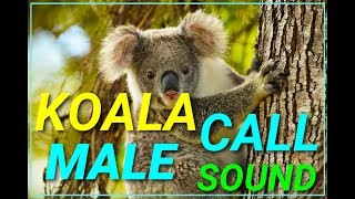 Koala Male Call Sound Animals Wildlife