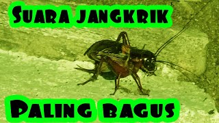 Download Lagu SUARA JANGKRIK PALING BAGUS MP3