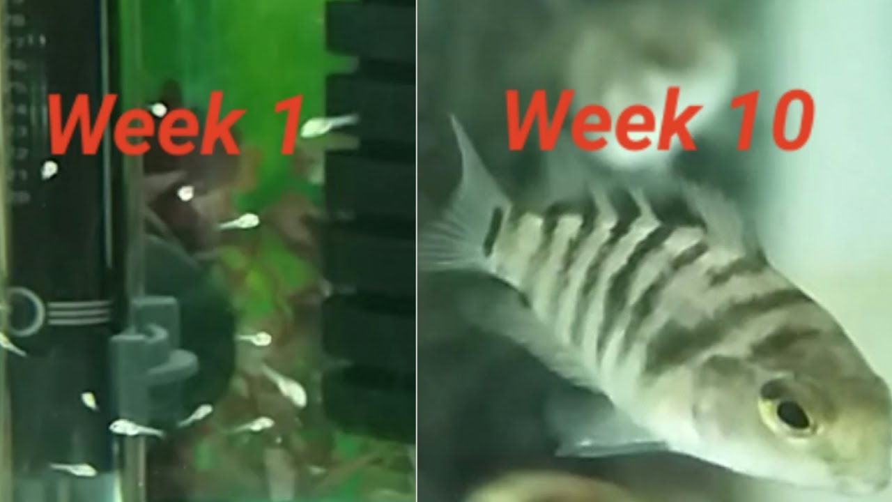 Convict Cichlid Fry Growing Up - Week By Week Log - Youtube