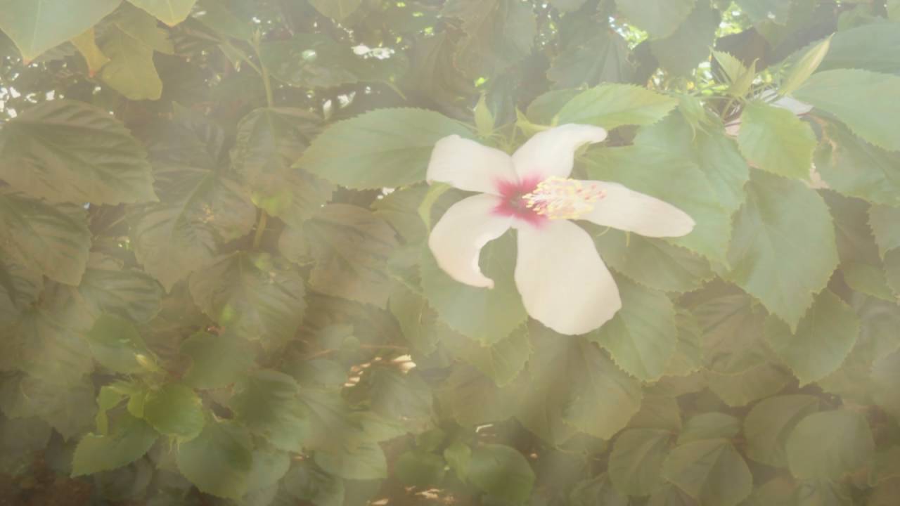 Bridge of Freedom | C.J.ROGERS | Electronic-Jazz | Lounge | Chillout |