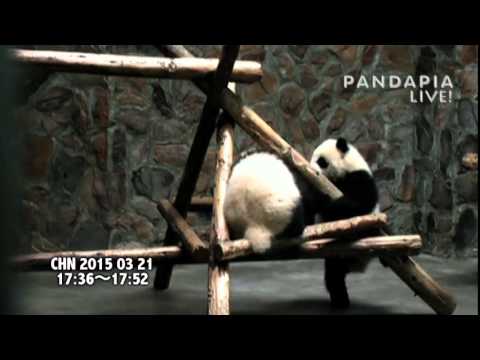 pandas merge 20150321 Broadcast Top Highlights 直播精彩集錦 七喜和珍多在室內玩耍