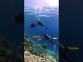 Scuba Diving in Red Sea Hurghad, Egypt