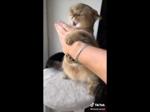 Cats Of Tiktok Kung Fu Cats Part II 