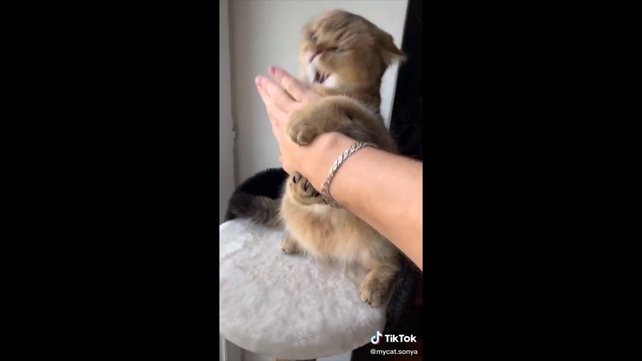 Cats of Tiktok [Kung Fu Cats Part II] YouTube