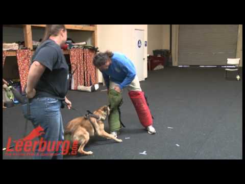 puppy paradise Puppy Bite Development with Michael Ellis