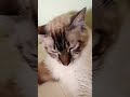 Gatucha mostrando o rabão dela rs
