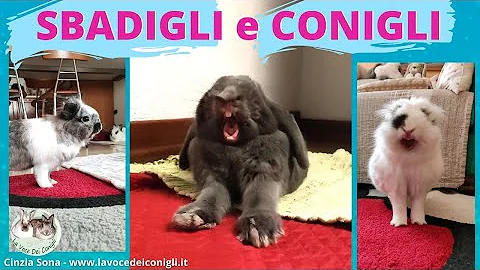 Quando il coniglio sbadiglia?