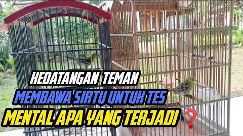 burung sirtu cipoh mencoba untuk Tes mental bersama sirtu peliharaan teman