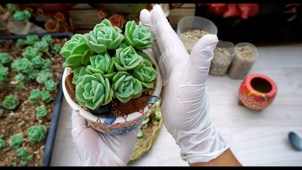 (ENG)다육이 키우시나요?? 선물로는 이게 최곱니다!!A Succulent Arrangement of Lovely Rose - Gift Idea (多肉植物)(たにくしょくぶつ)