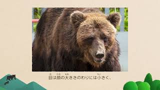 04ヒグマ解説 - YouTube