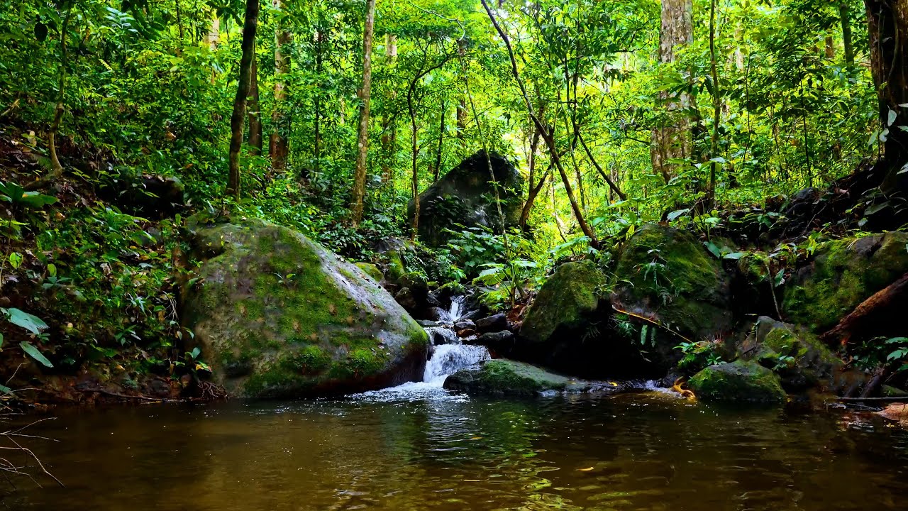 Tranquil Forest Stream Sounds: Peaceful Mossy River Sounds for Sleep & Relax 4K