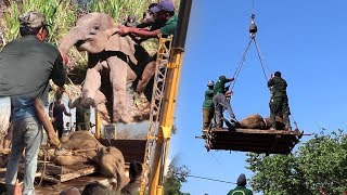 A team of wildlife officers are using a crane machine to take the baby elephant out of the precipice