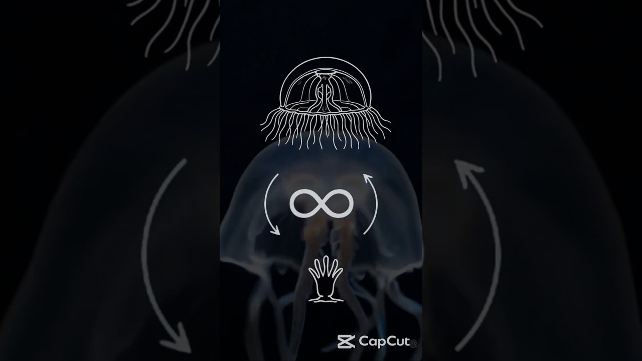 Immortality exists and these animals prove it