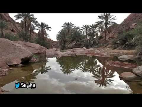 يالبيه ياحايل ياعزوة اللي عقاله مايل