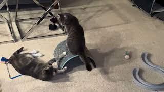 Cats playing by Our Lovely World 98 views 1 month ago 25 seconds