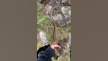 Releasing TWO Gopher Snakes!