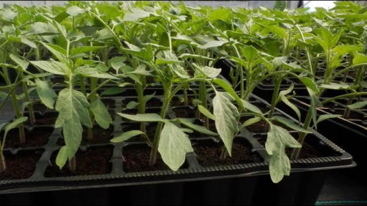 Ovako zasijan rasad paradajza i bez  pikiranja  donosi ogromne plodove