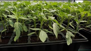 Ovako Zasijan Rasad Paradajza I Bez Pikiranja Donosi Ogromne Plodove