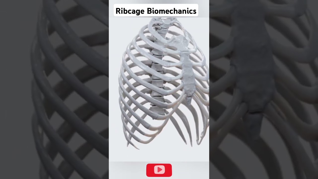 Ribcage 
