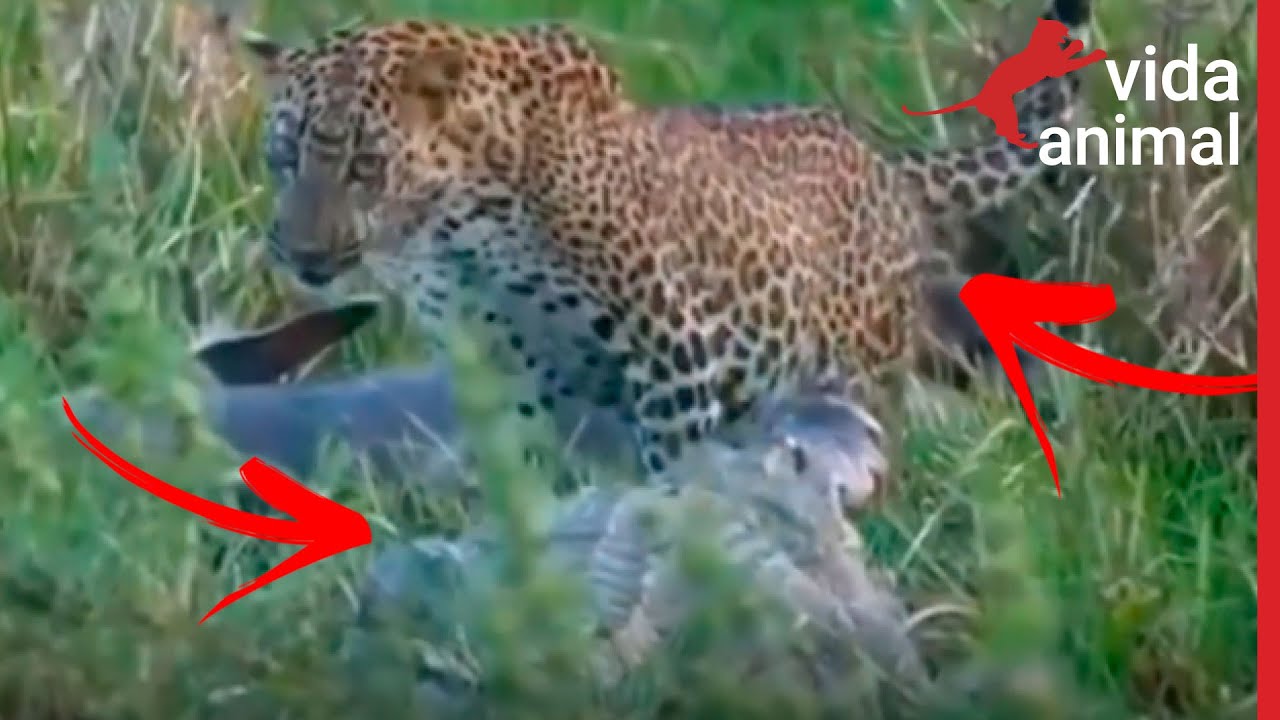 LEOPARDO DOIDO ENFRENTA CROCODILO - VIDA ANIMAL